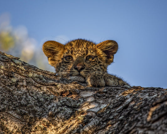 Insider’s Guide to South Africa’s Greater Kruger